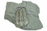 Bargain, Flexicalymene Trilobite Fossil - Indiana #289982-1